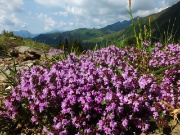 22 dalla pineta usciamo nei pascoli con fiori di timo..